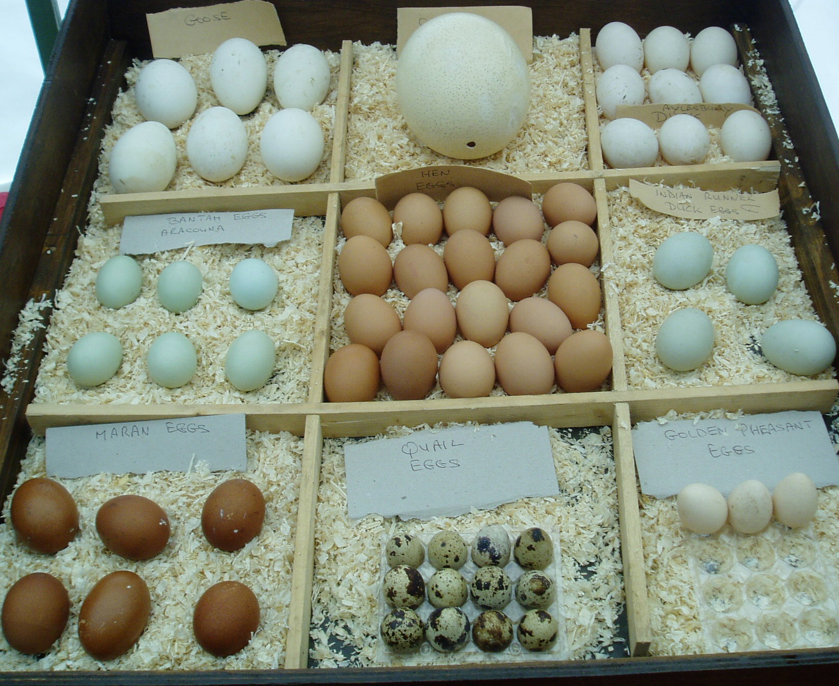 From Quails to Ostrich, eggs come in many shapes and sizes