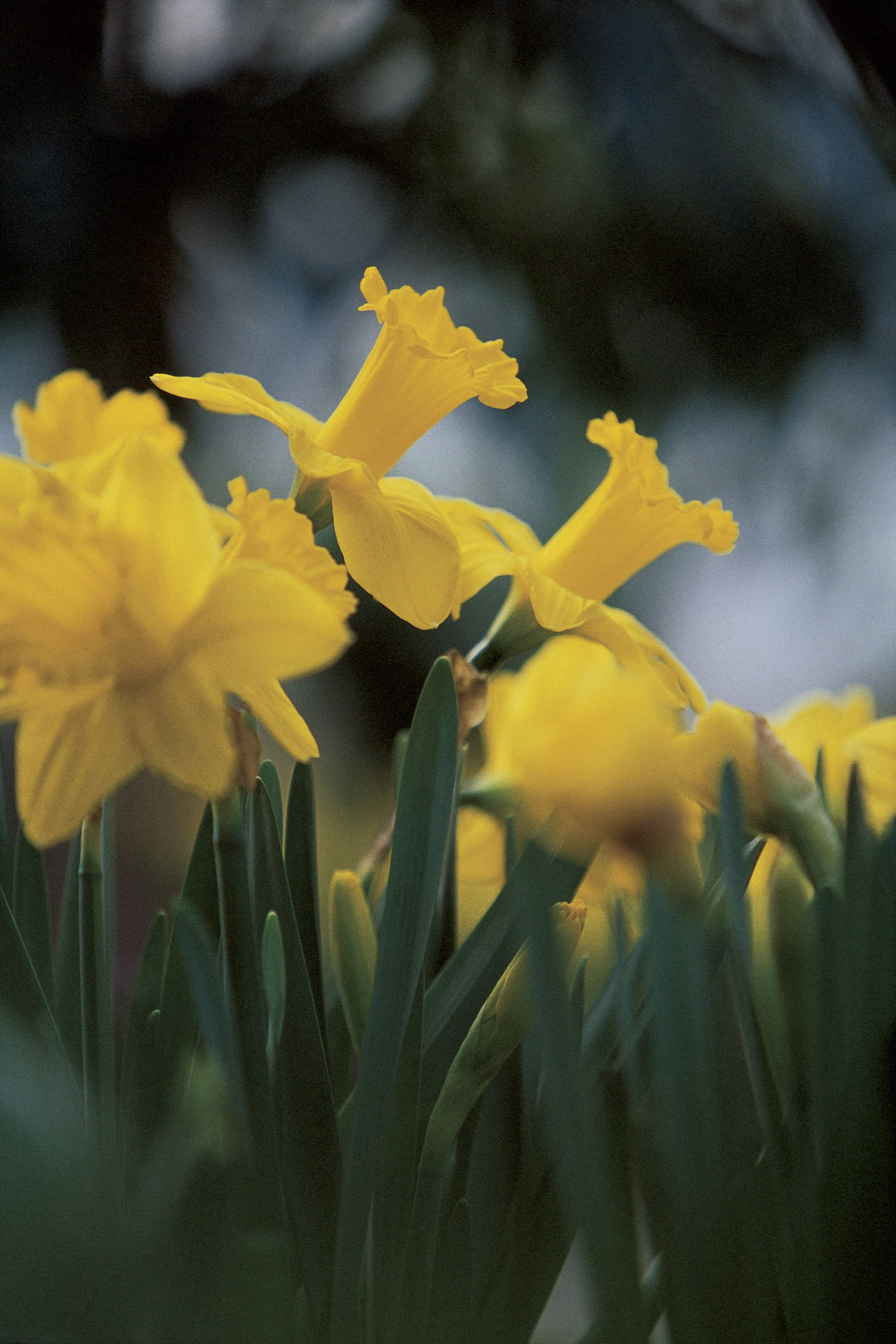 A close up image of a group of yellow daffodil flowers in field.