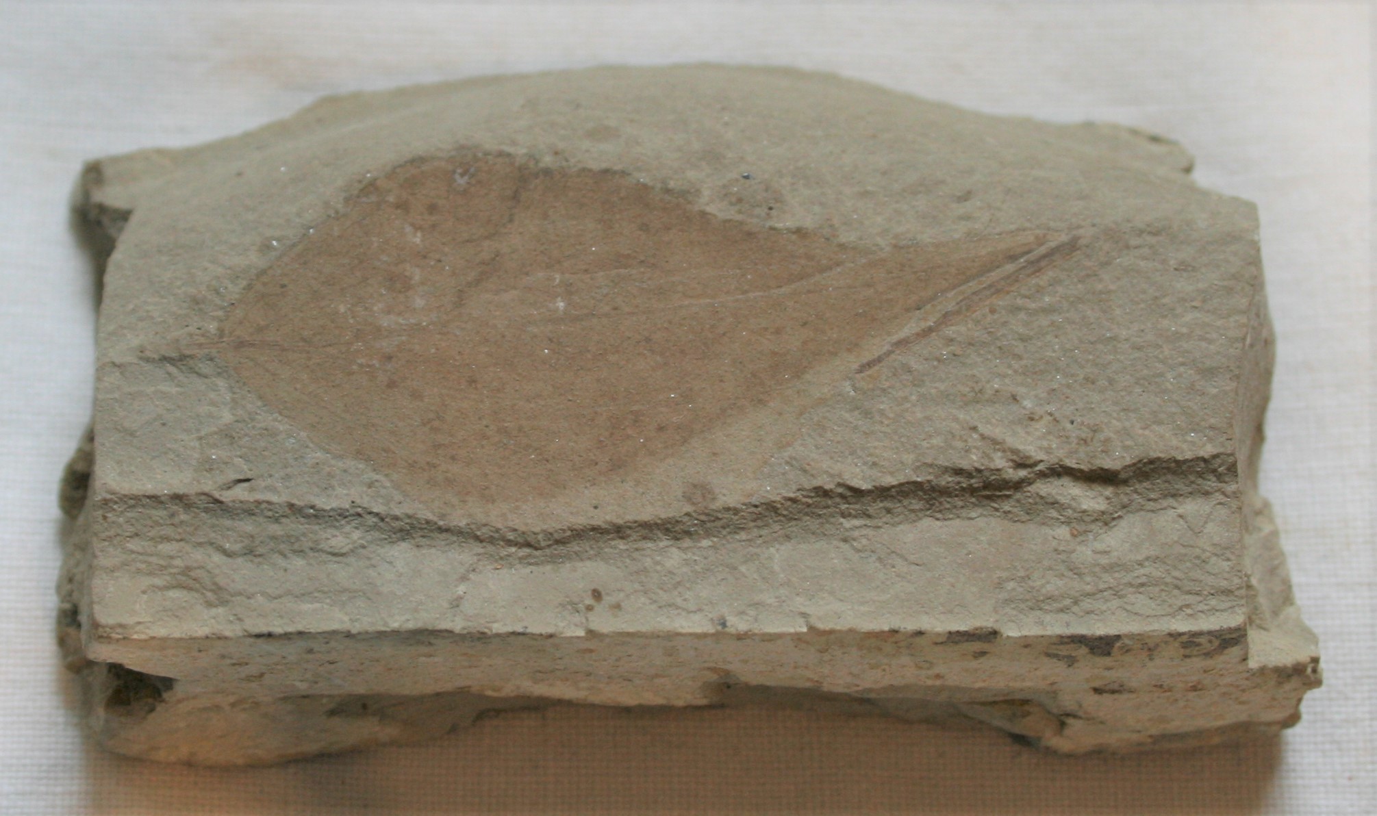 Leaf fossil