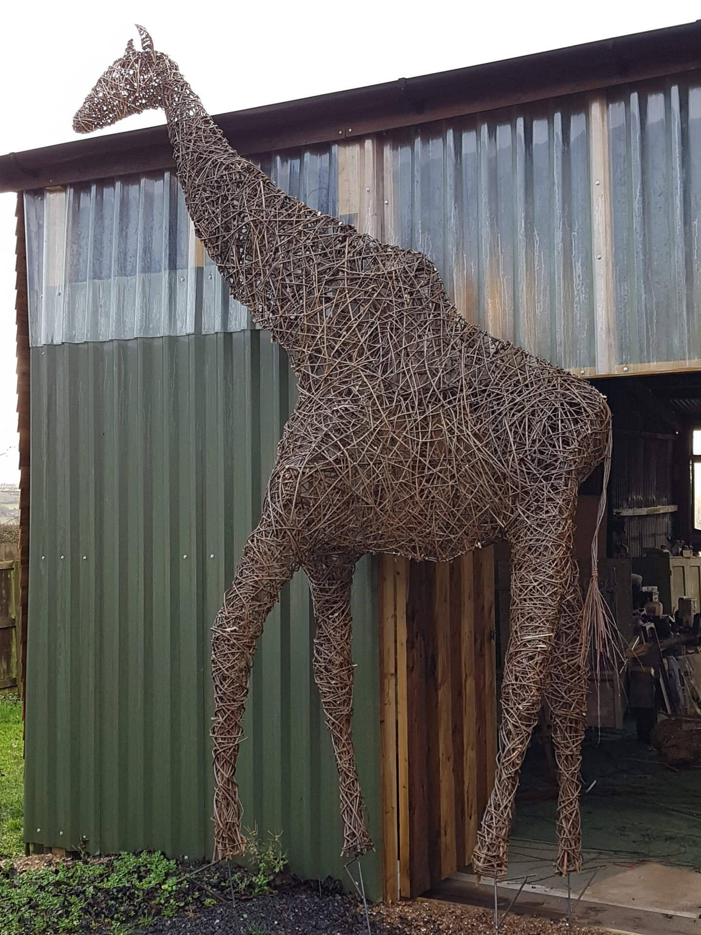 New Willow Giraffe 2020