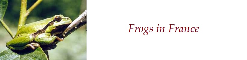 About the frogs in France