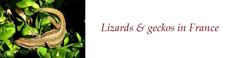 Lizards and Geckos in France
