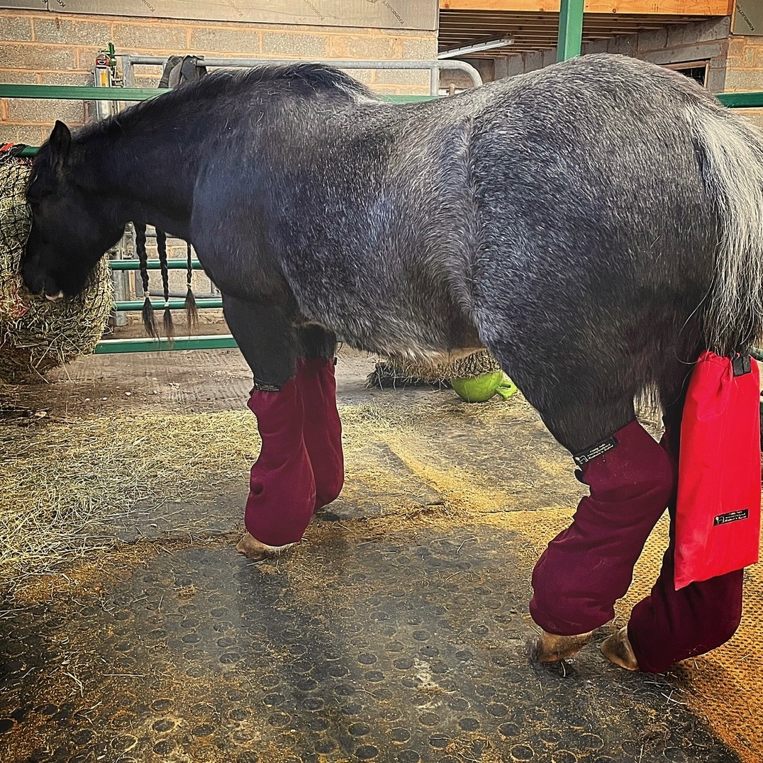 Turnout socks for Gypsy Cobs!