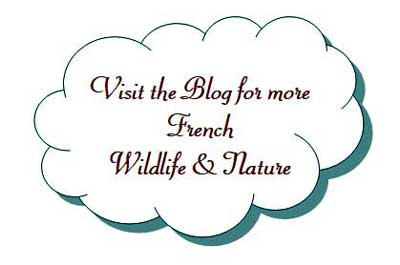 French wildlife blog