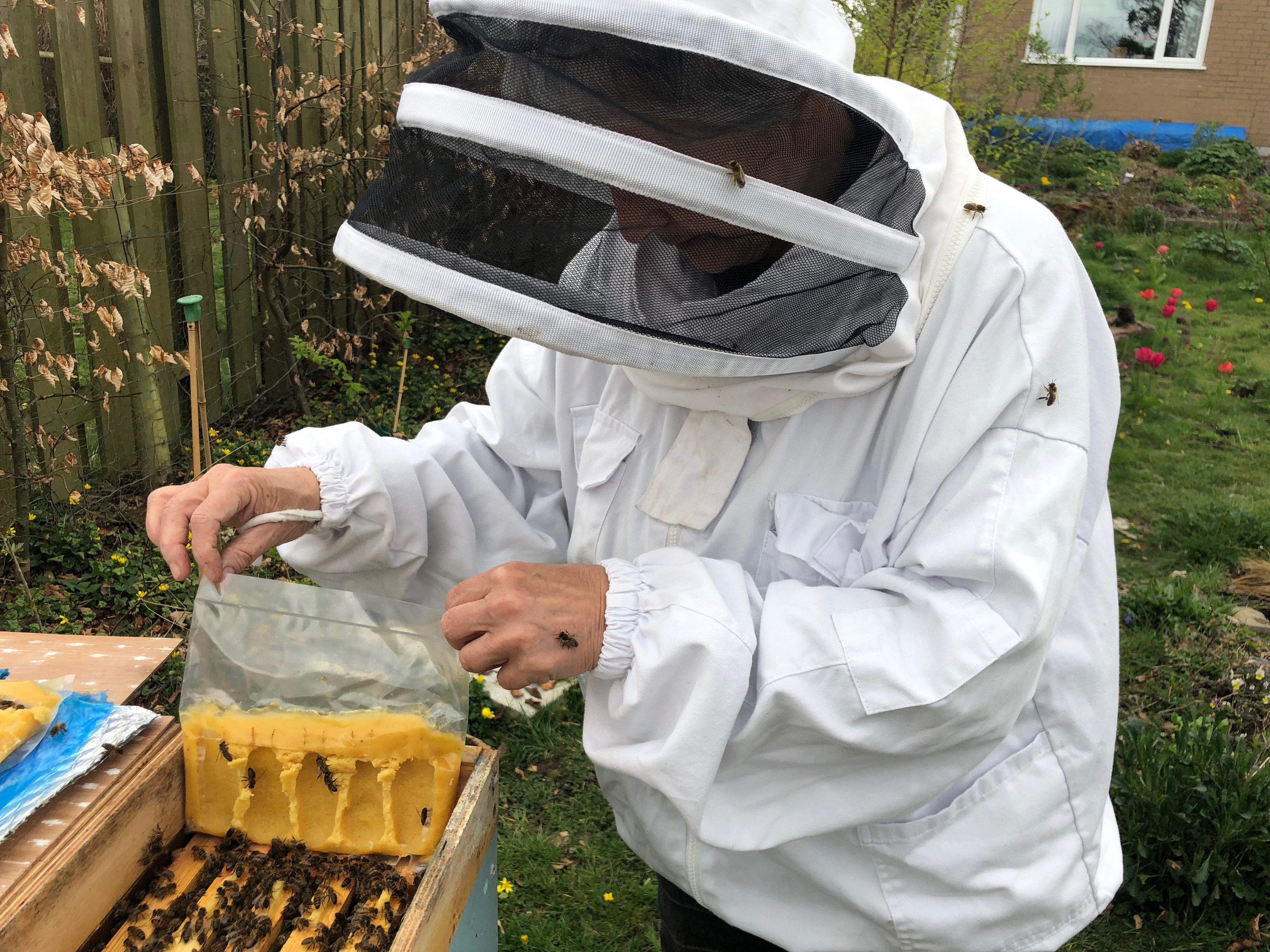 Welsh Black Native / Near Native Honey Bee colonies for sale