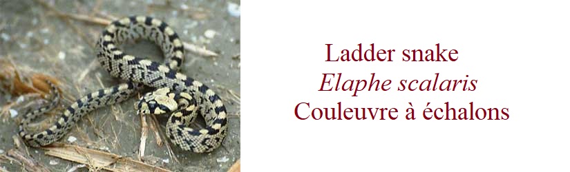 Ladder snake, Elaphe scalaris, Couleuvre à échalons in France