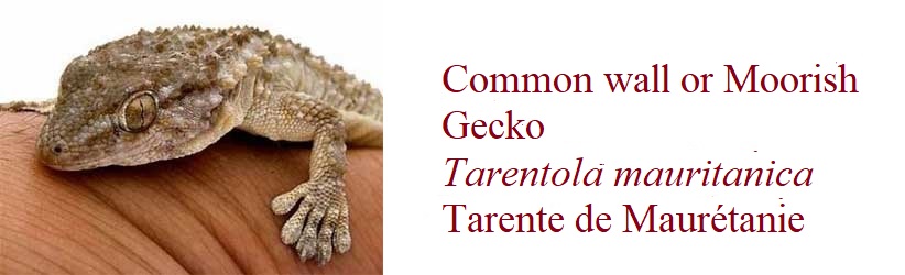 Common wall or Moorish Gecko, Tarentola mauritanica, Tarente de Maurétanie, in France