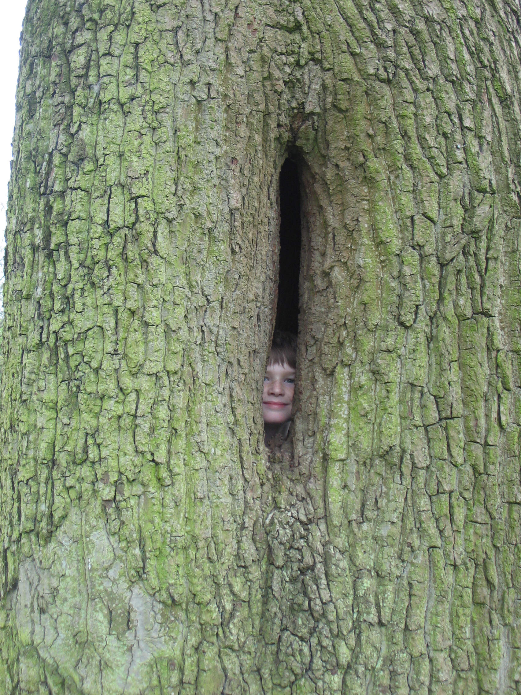Sid inside a tree!