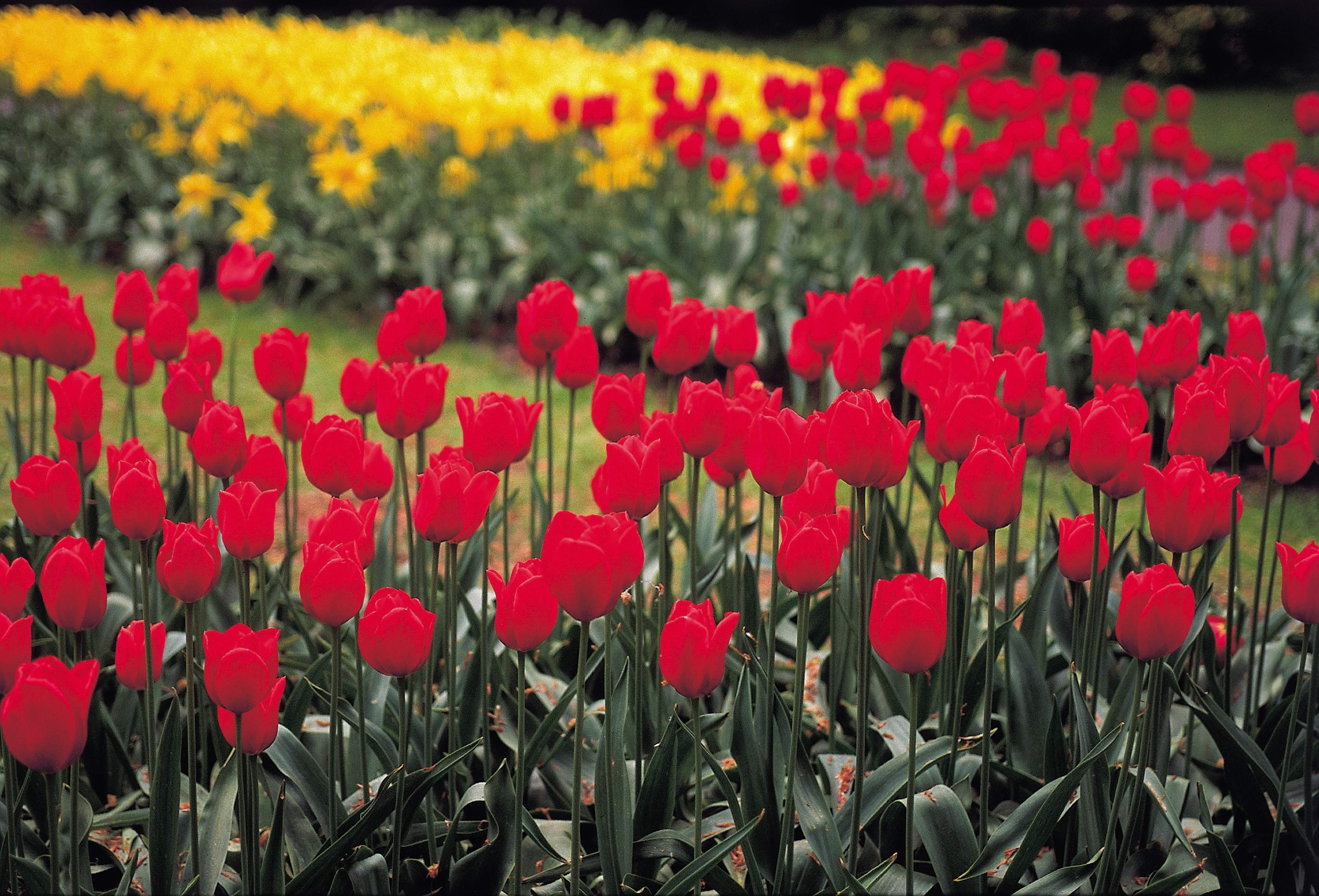 Flower beds containing a mix of red and yellow tulips around a grass lawn.