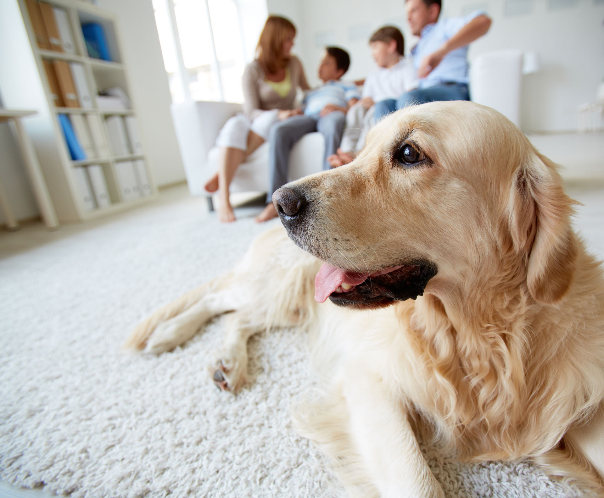 Moving Home with Pets – Our Top Tips