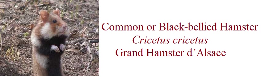 Common or Black-bellied Hamster Cricetus cricetus Grand Hamster d’Alsace in France