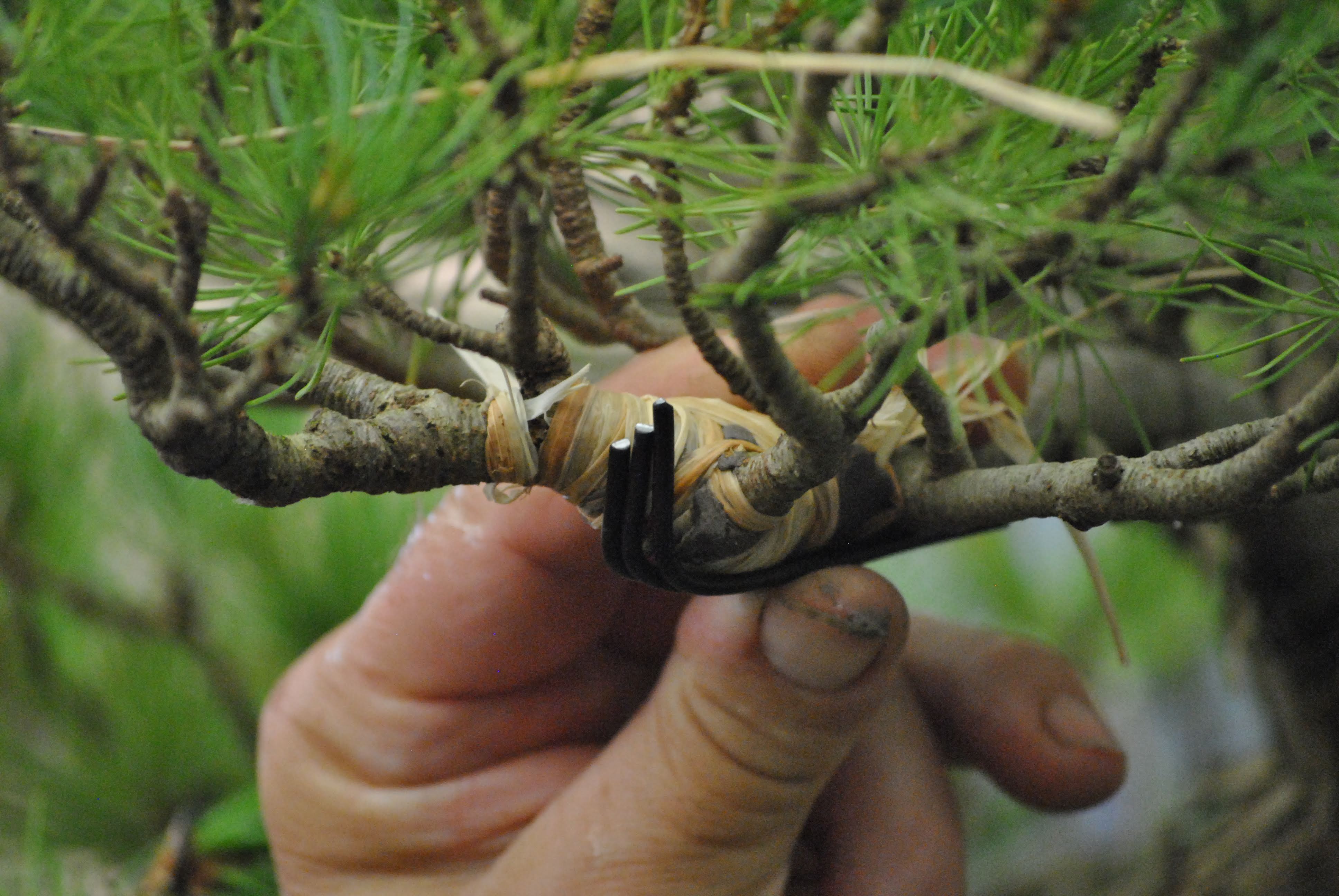 Repairing a Broken Pine Branch