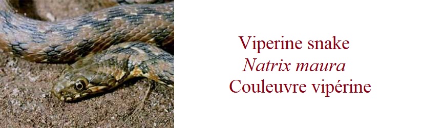 Viperine snake, Natrix maura, Couleuvre vipérine, in France