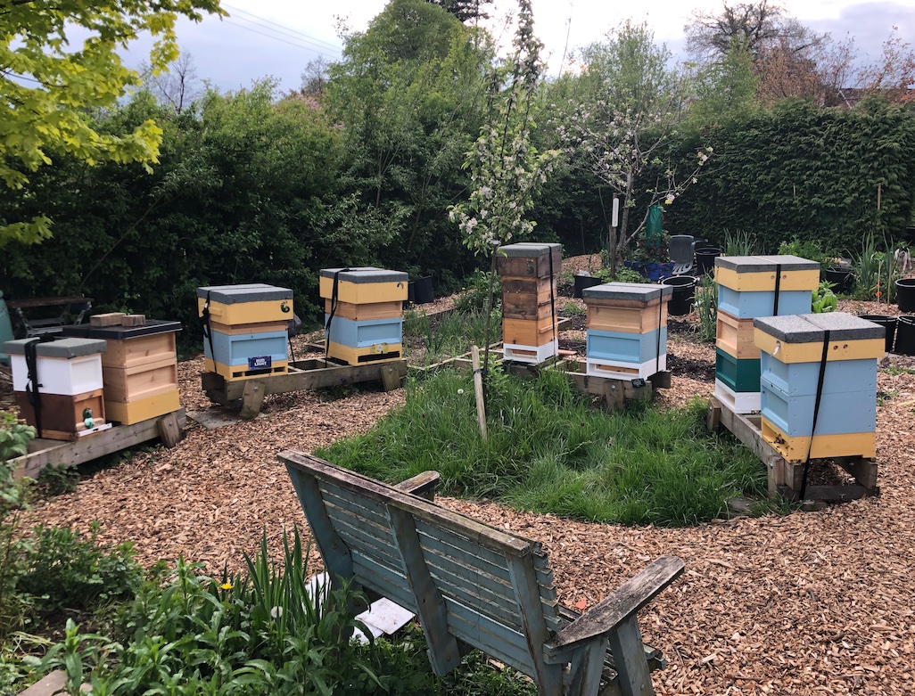 Welsh Black Native / Near Native Honey Bee colonies for sale