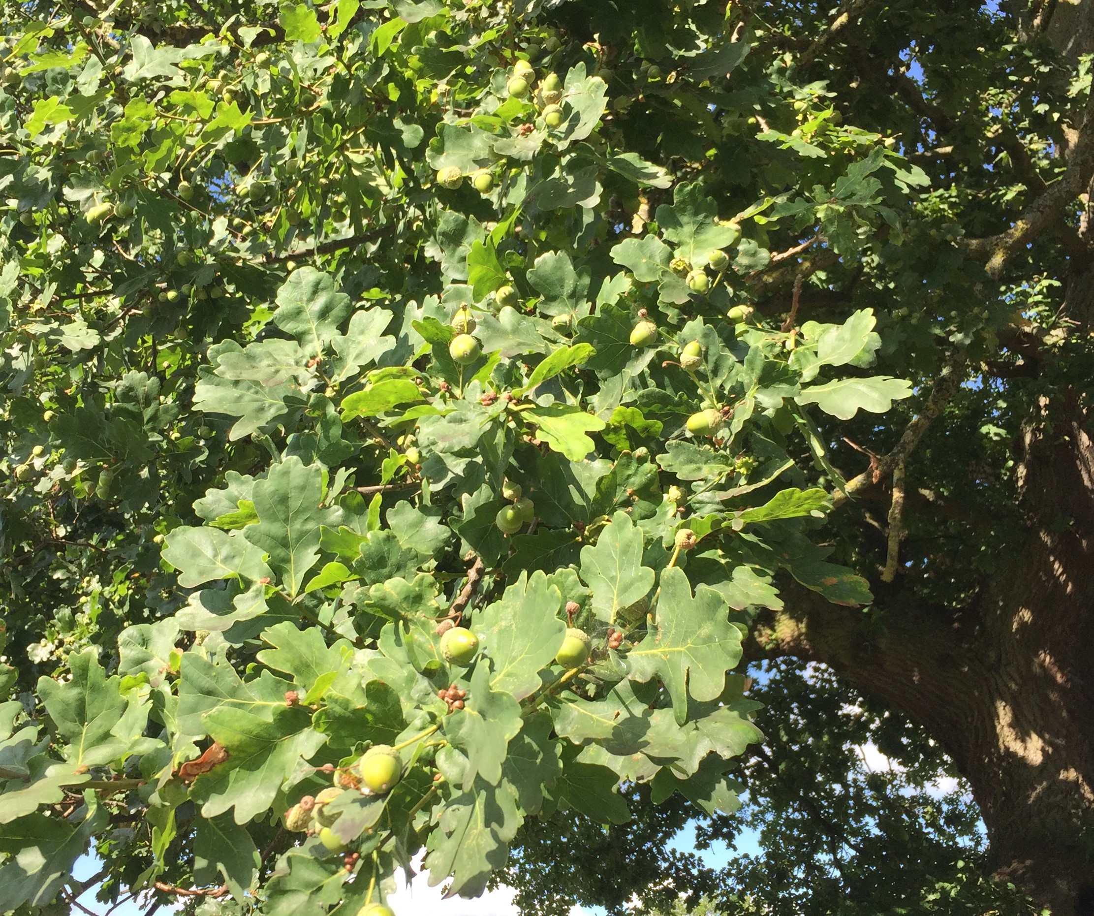 Acorns on Oak