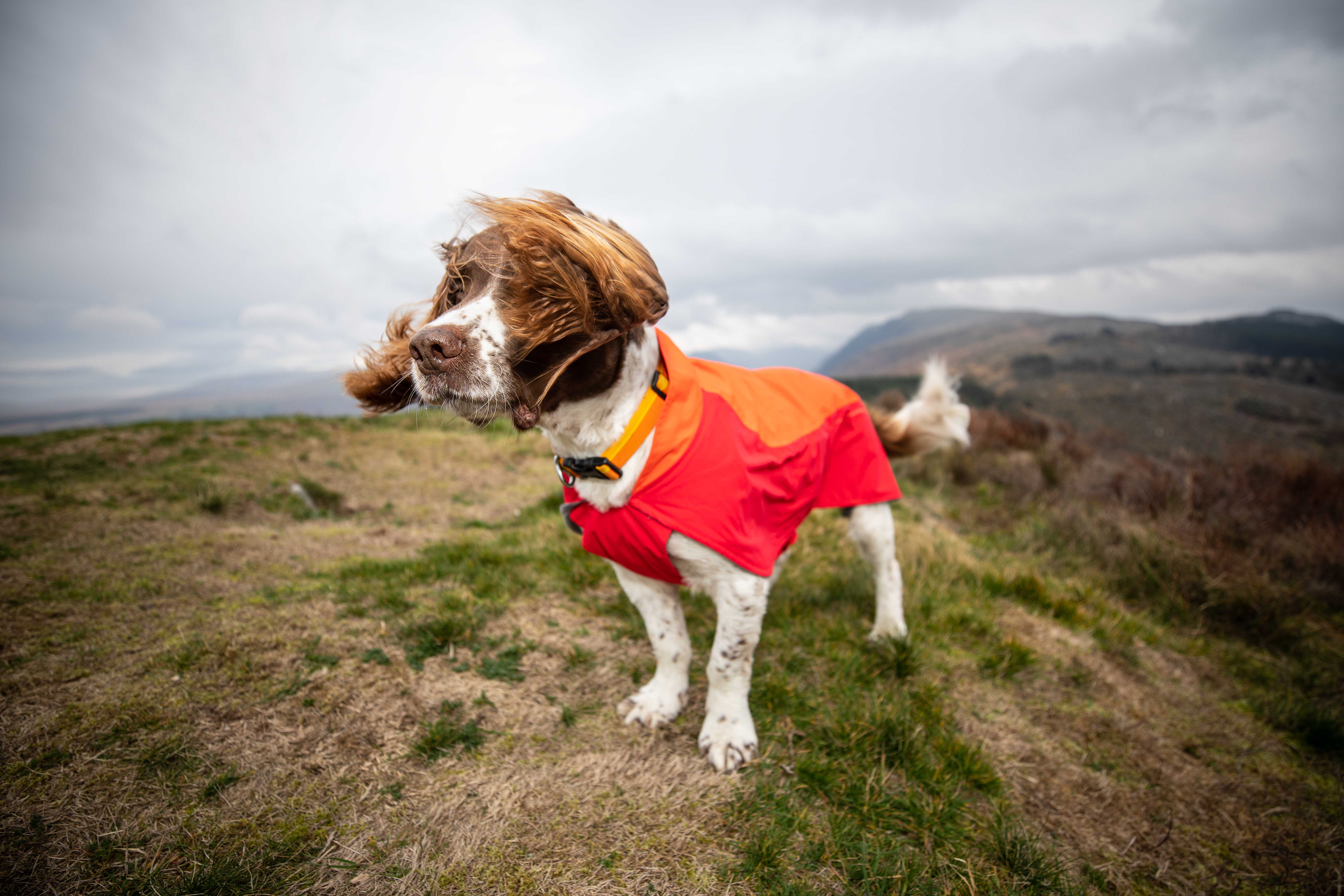 The Gentleman and the Bog Dog