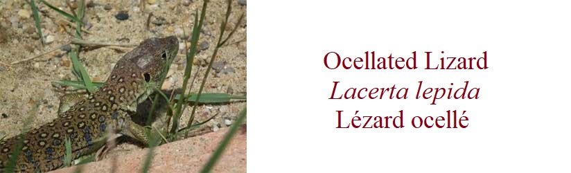Lézard ocellé, Lacerta lepida, Ocellated Lizard, in France