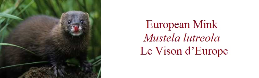 European Mink, Mustela lutreola, Le Vison d’Europe in France