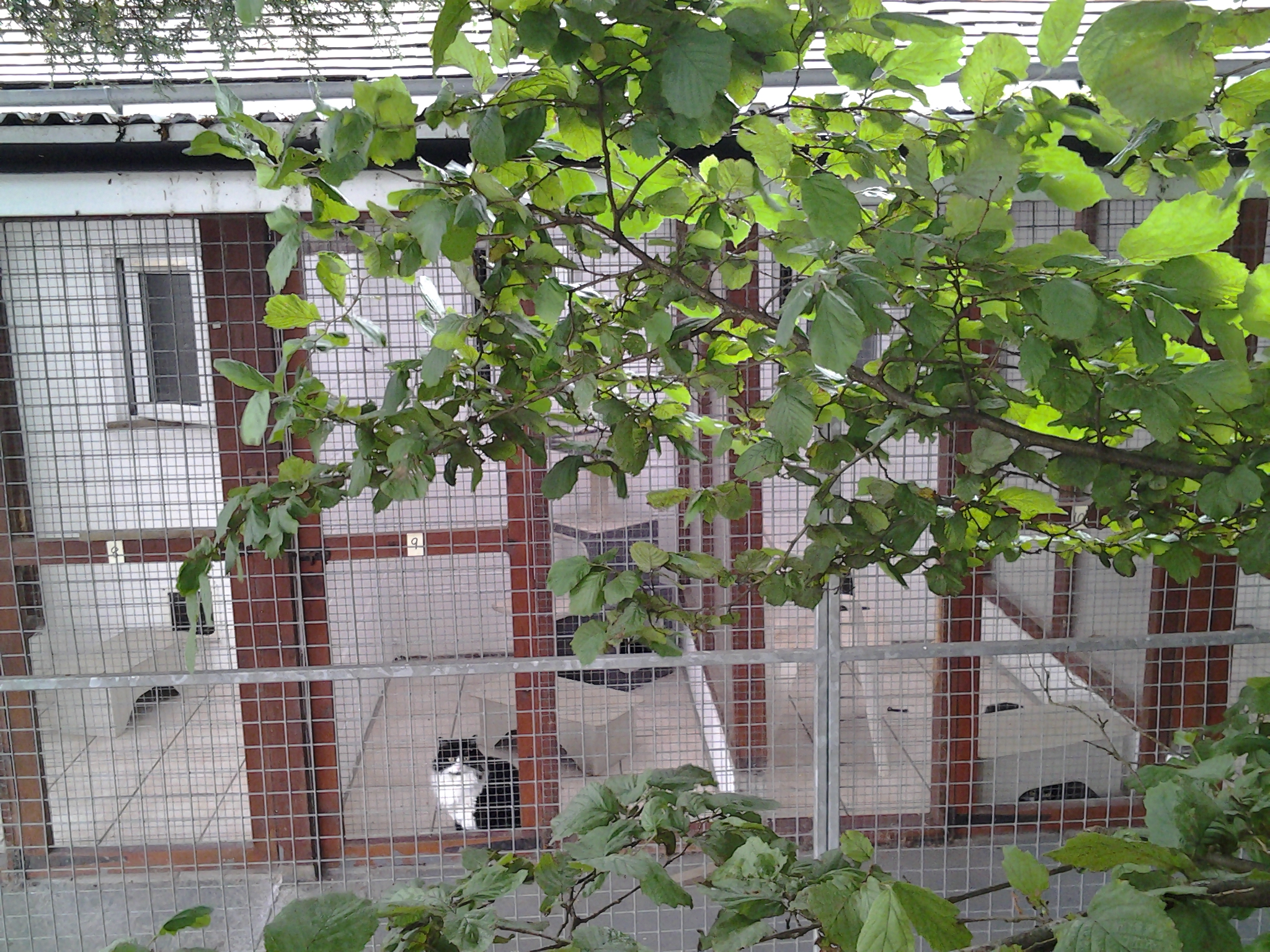 Northwood Grange Cats In An Outdoor Pen Picture