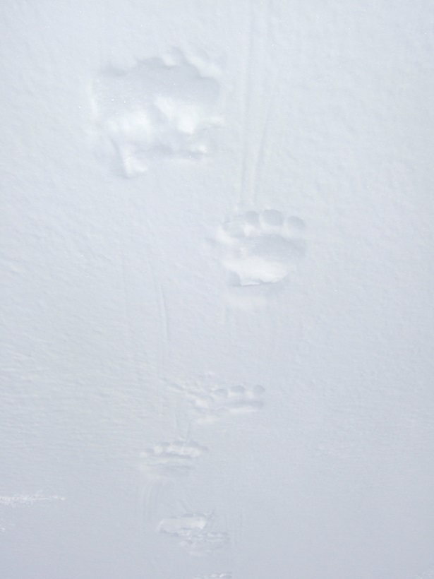 We wake up from our camp to find baby Polar Bear foot prints 20 yards from our tent!! OMG..