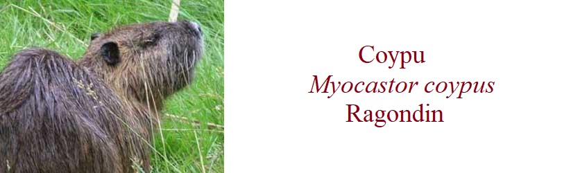 Coypu  Myocastor coypus  Ragondin in France
