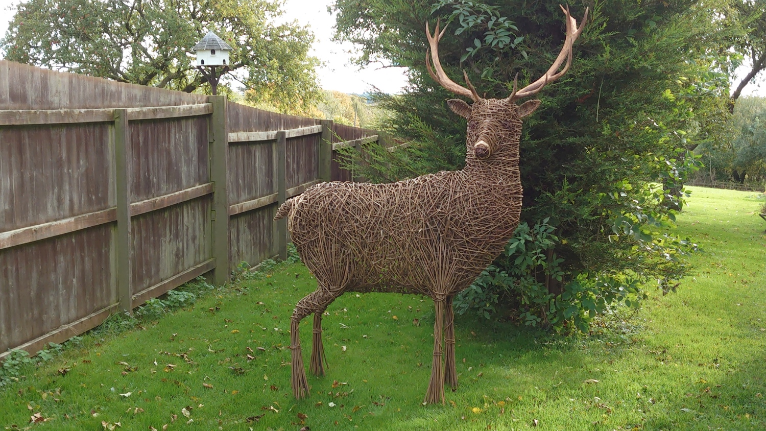 Willow Red Deer Stag