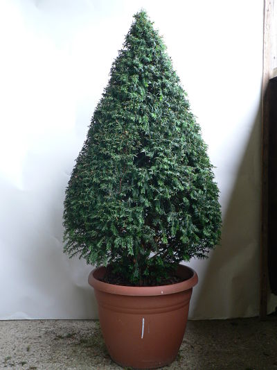 large yew tree cone