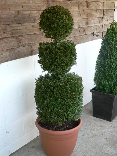 large multi-tier yew
