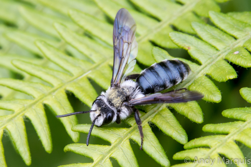 Andrena agilissima - Violet-winged mining bee