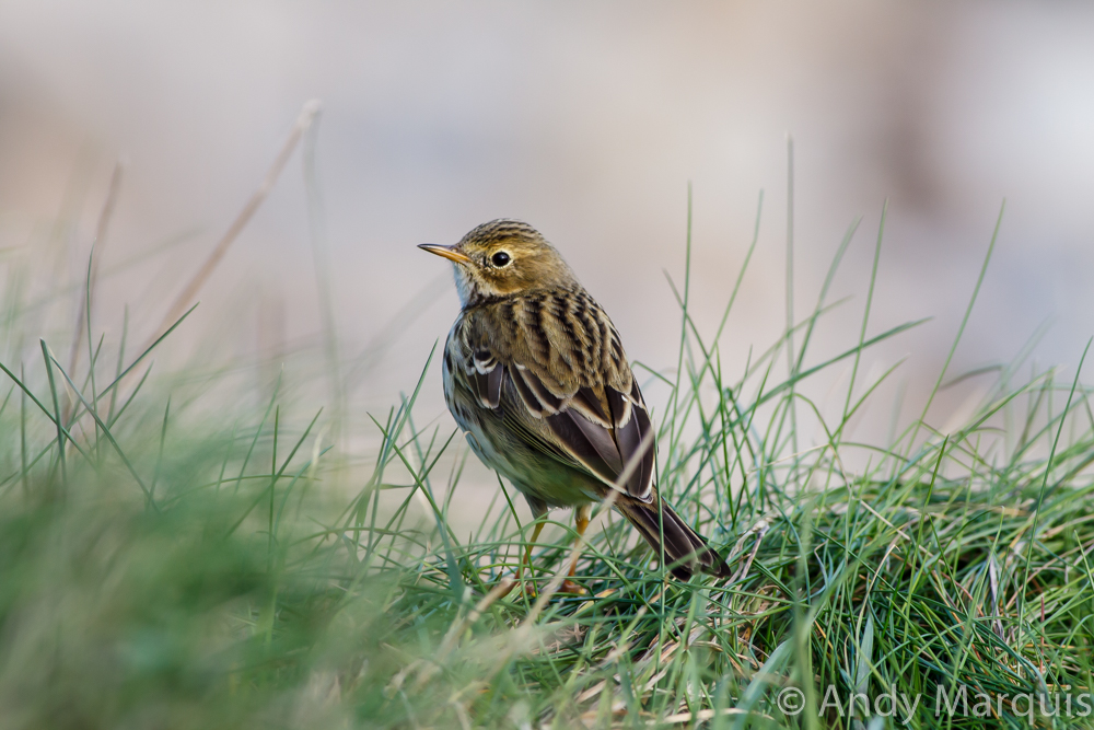 Meadow Pipit 0403