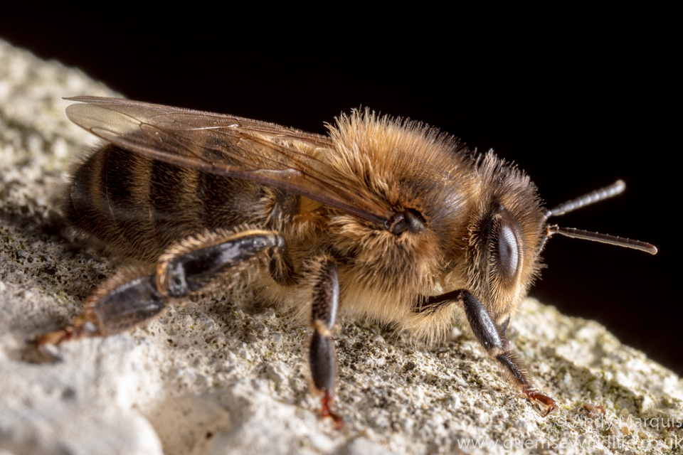 Honey Bee 0019