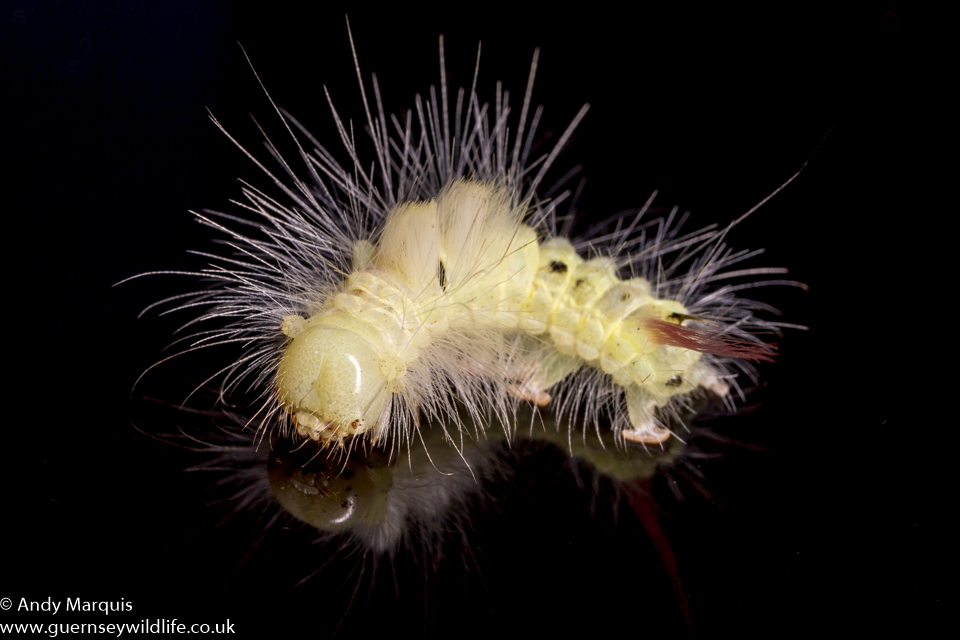 Pale Tussock Moth Caterpillar 0050