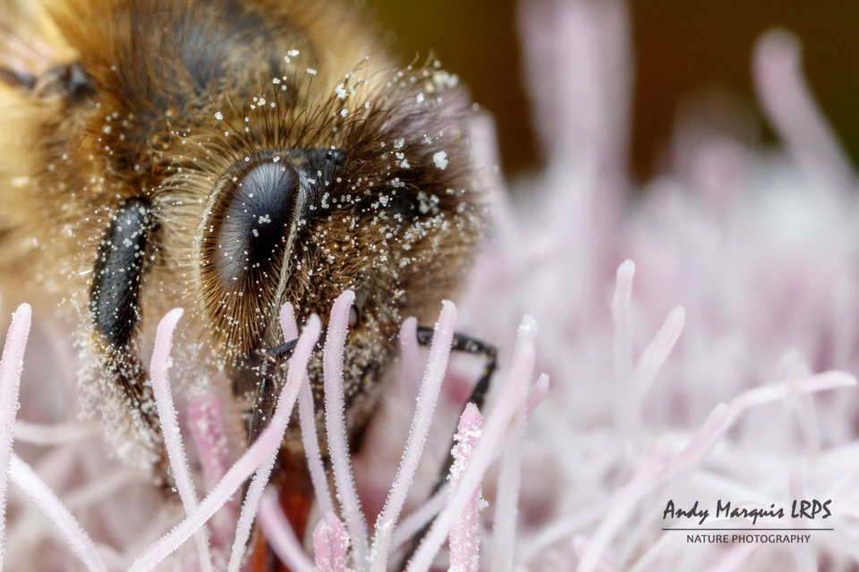 Honey Bee 0621
