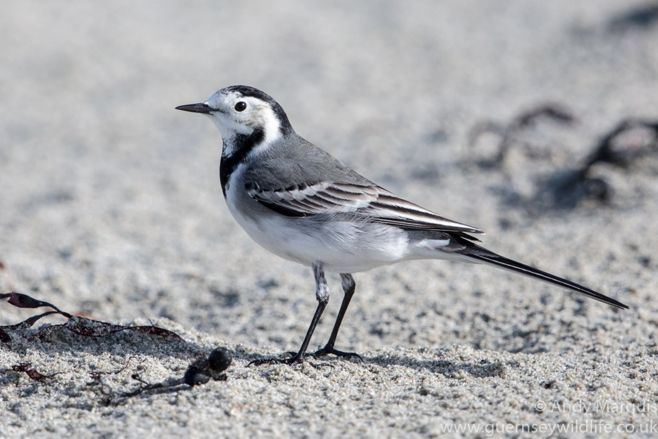 Pied Wagtail 0859