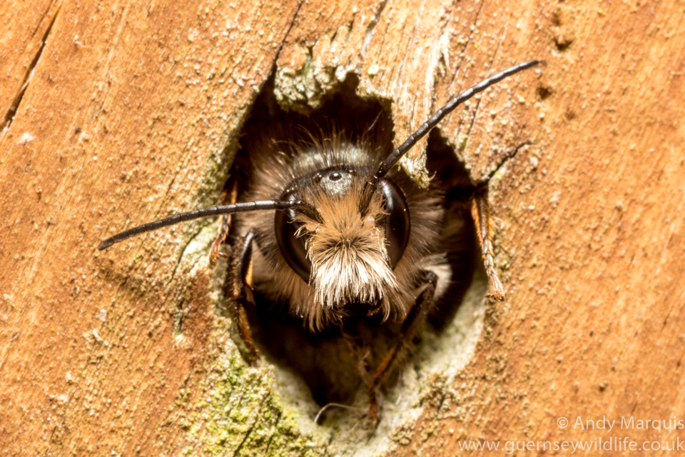 Osmia bicornis - Red Mason Bee 1468