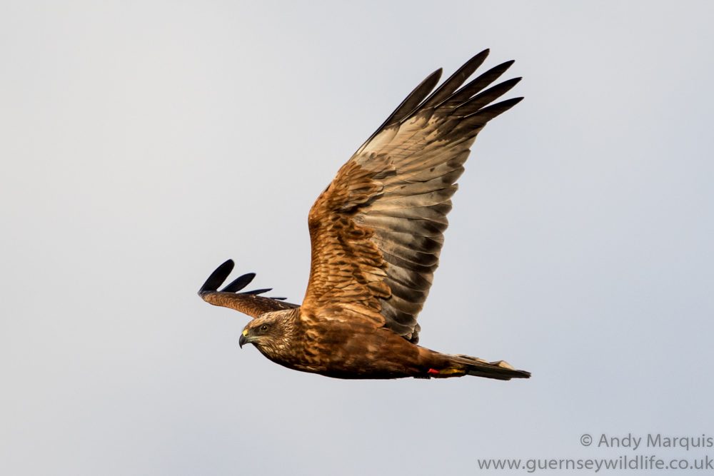 Marsh Harrier (ringed bird - J13) 1675