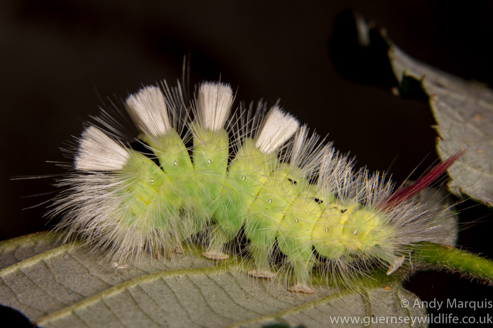 Pale Tussock Moth Caterpillar 1837