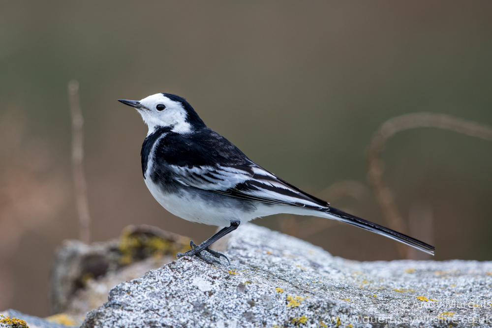 Pied Wagtail 2190