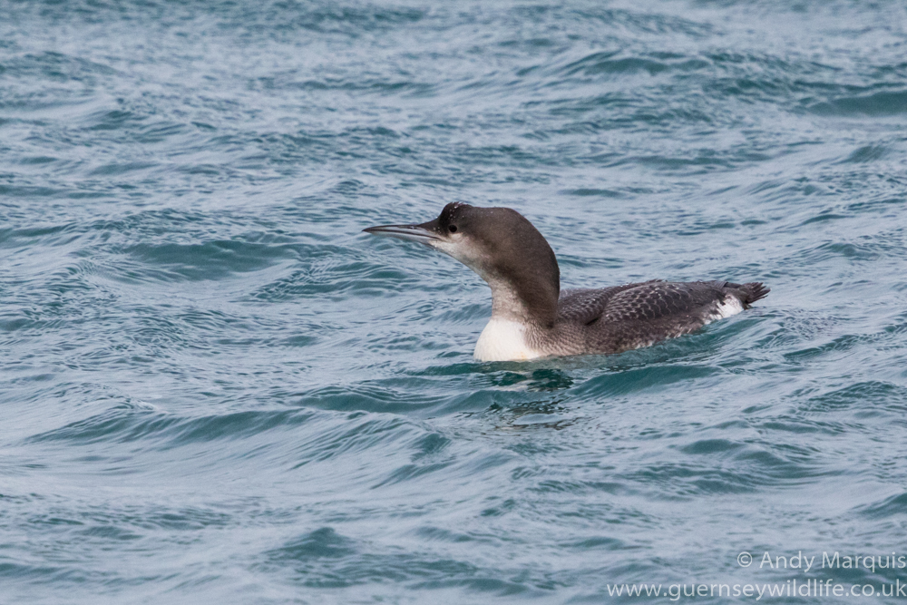 Black-throated Diver 2852