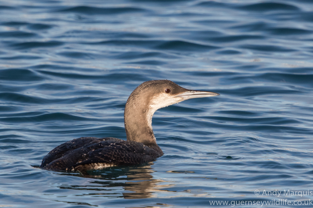 Black-throated Diver 2976