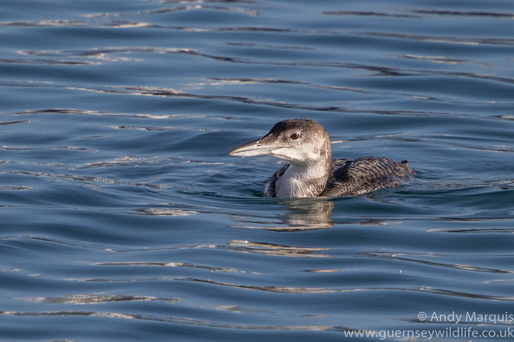 Great Northern Diver 3030