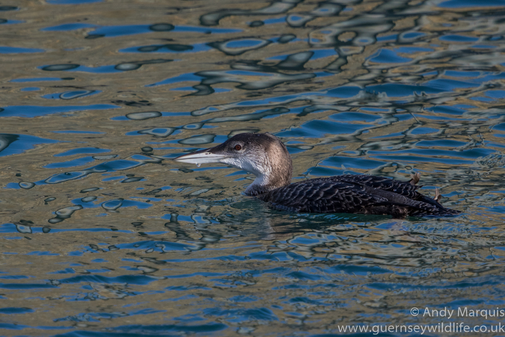 Great Northern Diver 3038