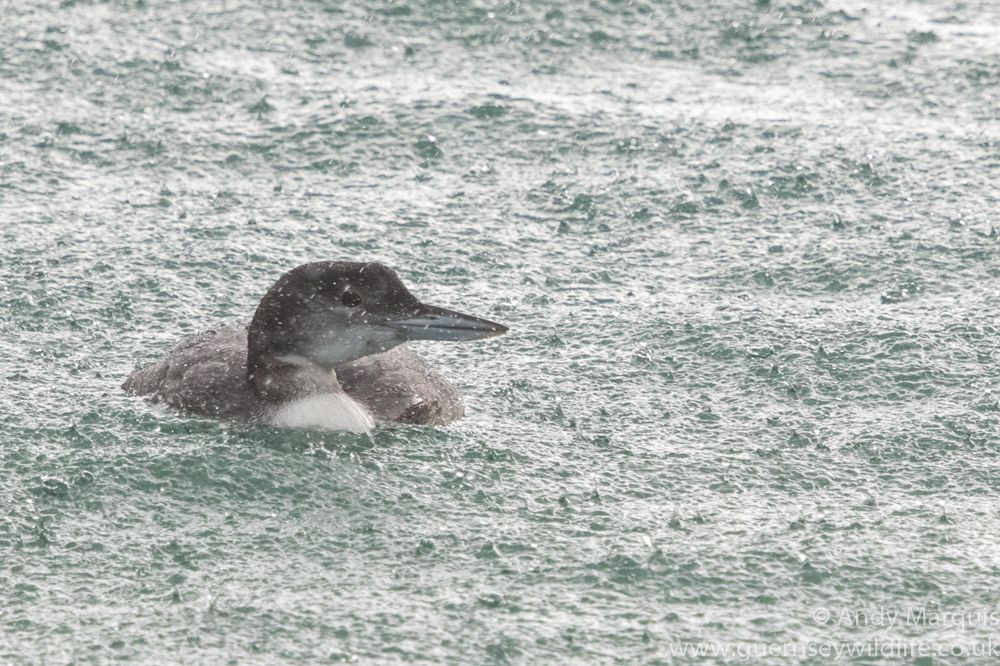 Great Northern Diver 4194