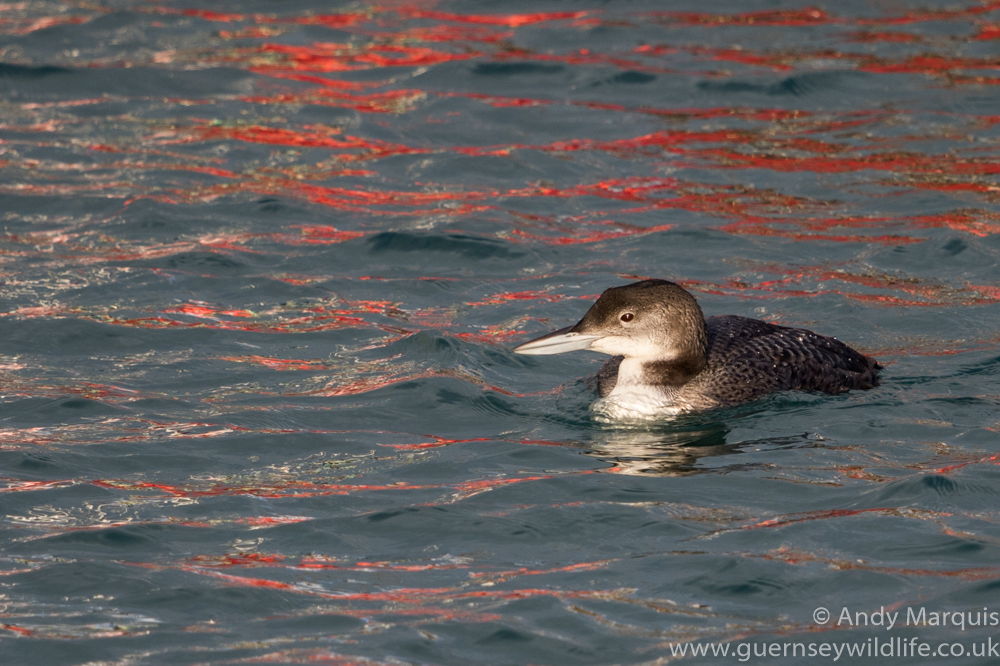 Great Northern Diver 4779