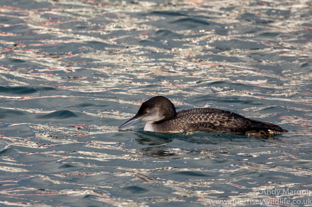 Great Northern Diver 4786