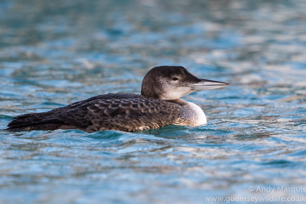 Great Northern Diver 4866