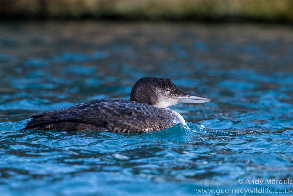 Great Northern Diver 4883