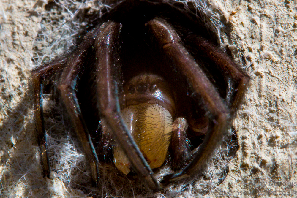 Tube Web Spider (Segestria florentina) - 4933