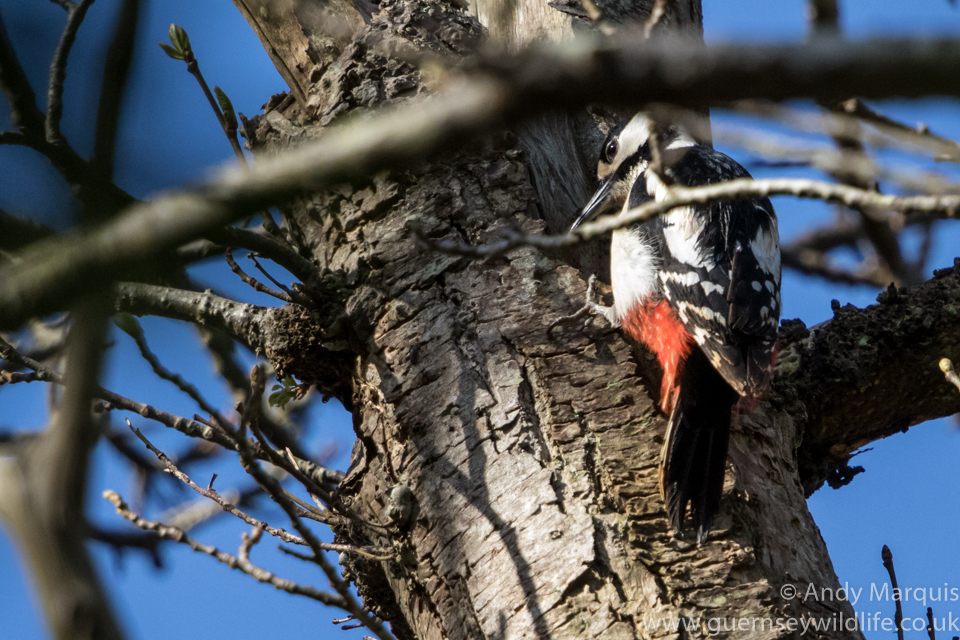 Great Spotted Woodpecker 5202