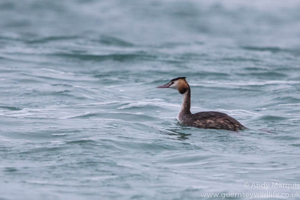 Great Crested Grebe 7748